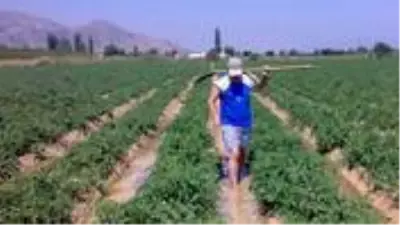 Geçen ay hasadı başlayan domatesin kilosu tarlada 3 liradan 60 kuruşa düştü