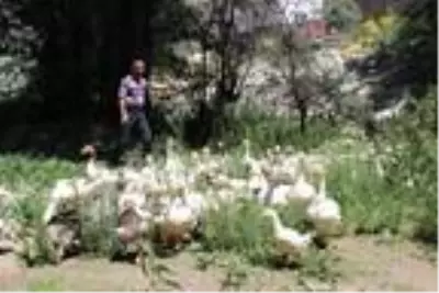 Hobi olarak başladığı kaz yetiştiriciliği gelir kapısı oldu