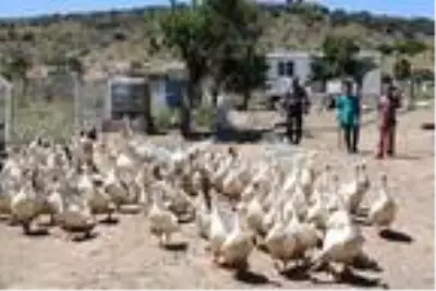 Hobi olarak başladığı kaz yetiştiriciliği gelir kapısı oldu