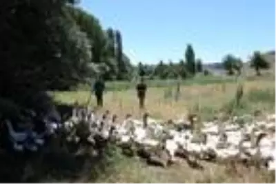Hobi olarak başladığı kaz yetiştiriciliği gelir kapısı oldu