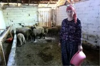 Son dakika haberleri... İki üniversite bitirip 4 dil konuşan Rus kadın Bursa'da hayvancılık yapıyor Son dakika haberleri... İki üniversite bitirip 4 dil konuşan Rus kadın Bursa'da hayvancılık yapıyor