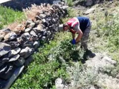 Kars'ta kenevir ele geçirildi Kars'ta kenevir ele geçirildi