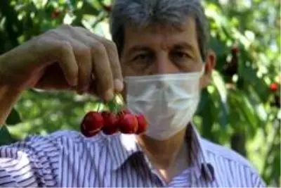 Konya'da kiraz üreticisi ürünün dalında kalmasından endişe ediyor Konya'da kiraz üreticisi ürünün dalında kalmasından endişe ediyor