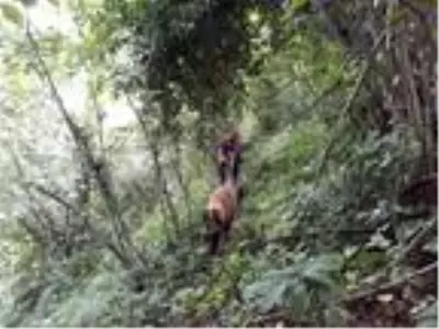 Köy, İkranur için didik didik aranıyor
