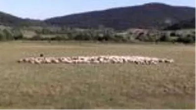 Mali müşavirin çiftliğinde İngiliz ırkı ve yerli cins koyunlarla 'ette yüksek verim' Mali müşavirin çiftliğinde İngiliz ırkı ve yerli cins koyunlarla 'ette yüksek verim'