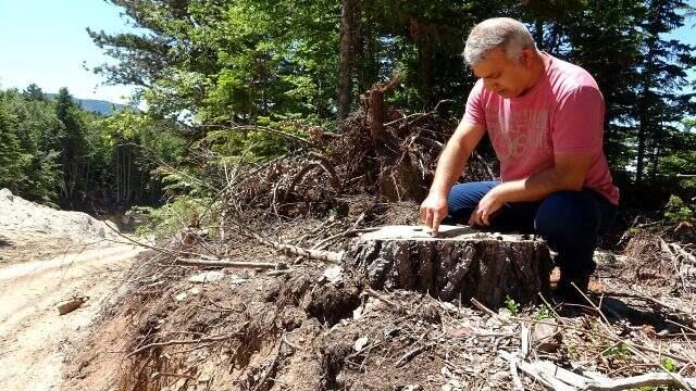 Uludağ'da altyapı çalışması için 1500 ağaç kesildi, tartışma başladı Uludağ'da altyapı çalışması için 1500 ağaç kesildi, tartışma başladı