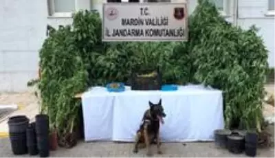 Uyuşturucu yetiştirdikleri evi güvenlik kameraları ve dikenli tellerle donatmışlar