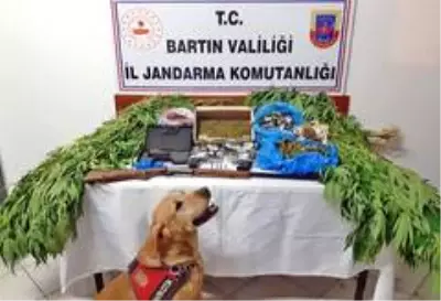 Yasa dışı kenevir yetiştiren baba ve oğlu gözaltına alındı