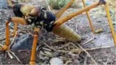 Adıyaman’da görülen dev çekirge şaşkınlık yarattı