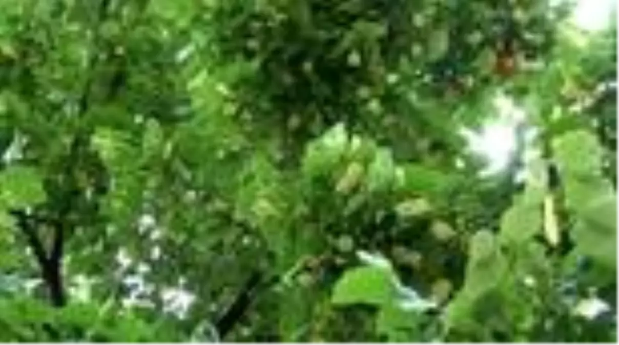 Aktarta 90 TL, Sivas'ın parklarında bedava