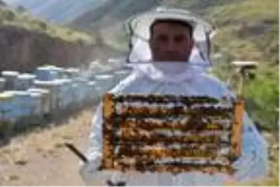 Bağışıklık sistemini güçlendiren arı sütünün kilosu 7 bin TL'den alıcı buluyor Bağışıklık sistemini güçlendiren arı sütünün kilosu 7 bin TL'den alıcı buluyor