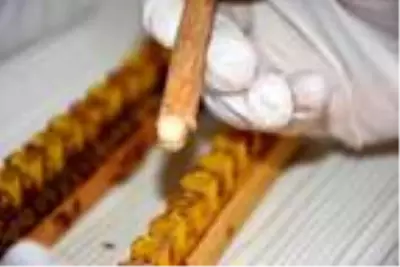 Bağışıklık sistemini güçlendiren arı sütünün kilosu 7 bin TL'den alıcı buluyor Bağışıklık sistemini güçlendiren arı sütünün kilosu 7 bin TL'den alıcı buluyor