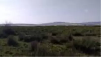 Çorum’da ’aslan’ için yerleştirilen fotokapanlara çakal ve tilkiler takıldı