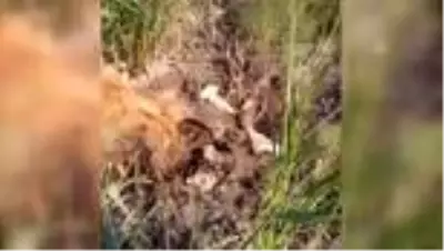 Çorum'da 'aslan' için yerleştirilen fotokapanlara çakal ve tilkiler takıldı Çorum'da 'aslan' için yerleştirilen fotokapanlara çakal ve tilkiler takıldı