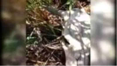 Çorum'da 'aslan' için yerleştirilen fotokapanlara çakal ve tilkiler takıldı Çorum'da 'aslan' için yerleştirilen fotokapanlara çakal ve tilkiler takıldı