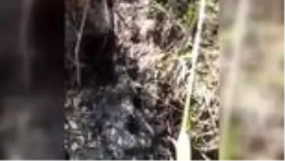 Çorum'da 'aslan' için yerleştirilen fotokapanlara çakal ve tilkiler takıldı Çorum'da 'aslan' için yerleştirilen fotokapanlara çakal ve tilkiler takıldı