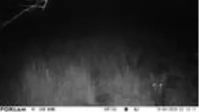 Çorum'da fotokapanlara 'aslan' değil, çakal, tilki ve domuz takıldı Çorum'da fotokapanlara 'aslan' değil, çakal, tilki ve domuz takıldı