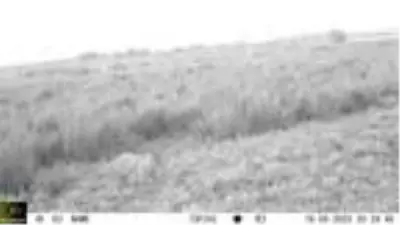Çorum'da fotokapanlara 'aslan' değil, çakal, tilki ve domuz takıldı Çorum'da fotokapanlara 'aslan' değil, çakal, tilki ve domuz takıldı