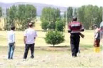 Çorum'da fotokapanlara 'aslan' değil, çakal, tilki ve domuz takıldı Çorum'da fotokapanlara 'aslan' değil, çakal, tilki ve domuz takıldı