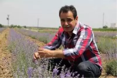 Diyarbakır'ın kokusu lavanta bahçesiyle değişti