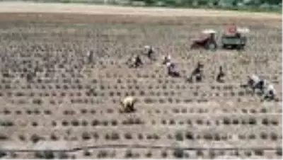 Diyarbakır'ın kokusu lavanta bahçesiyle değişti Diyarbakır'ın kokusu lavanta bahçesiyle değişti