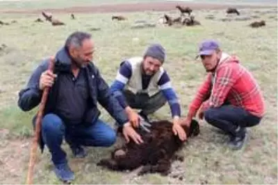 Doğu'da yaylalarda kırkım zamanı Doğu'da yaylalarda kırkım zamanı