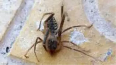 Konya'da görülen et yiyen örümcek yüzünden vatandaşlar tedirgin! Zehri insanı öldürüyor Konya'da görülen et yiyen örümcek yüzünden vatandaşlar tedirgin! Zehri insanı öldürüyor