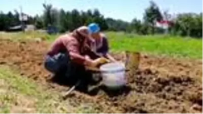 KARABÜK Safran üreticileri, soğanları topladı