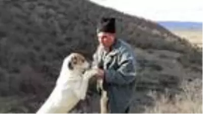 65 yaşındaki adam hayvan otlatırken yorgun merminin isabet etmesi sonucu öldü 65 yaşındaki adam hayvan otlatırken yorgun merminin isabet etmesi sonucu öldü