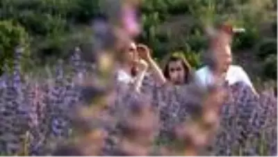 Balıkesir'in lavantası, Isparta'nın gülüne rakip oldu Balıkesir'in lavantası, Isparta'nın gülüne rakip oldu