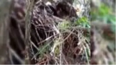 Kartal yavruları yuvalarında böyle görüntülendi