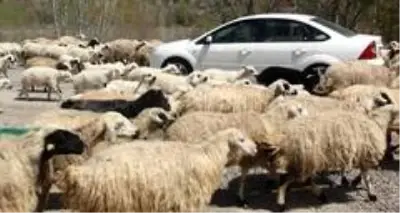 Koyun sürüsü karayolu kapattı