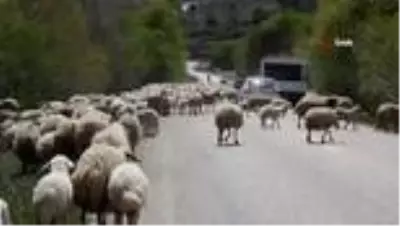 Koyun sürüsü karayolunu kapattı
