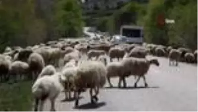 Koyun sürüsü karayolunu kapattı