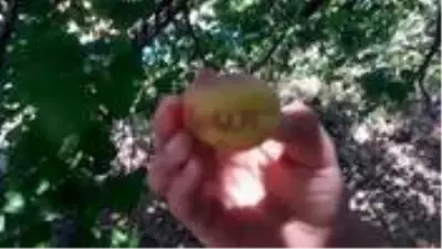 Malatya'da bir kayısının üzerinde Arapça 'Allah' yazısı Malatya'da bir kayısının üzerinde Arapça 'Allah' yazısı