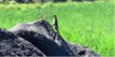 Nadir türlerden 'Kafkas keleri' Iğdır'da ortaya çıktı Nadir türlerden 'Kafkas keleri' Iğdır'da ortaya çıktı