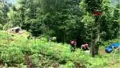 Rize'de, ormanda kaybolan çocuk aranıyor Rize'de, ormanda kaybolan çocuk aranıyor