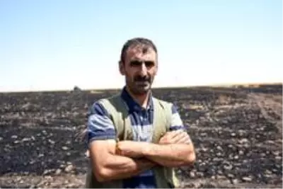 Siverek'te 50 dönümlük buğday ekili tarla yandı Siverek'te 50 dönümlük buğday ekili tarla yandı