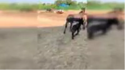 Yavrusuna köpeklerin saldırtıldığı eşek, anne oldu