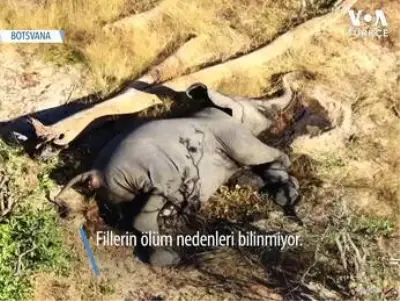 Afrika’da Yüzlerce Filin Şüpheli Ölümü