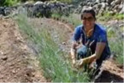 Aile ekonomisine katkı için lavanta yetiştiriyor