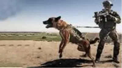 Alman Ordusu, köpeklere koronavirüslü insanları tespit etmeleri için eğitime başladı Alman Ordusu, köpeklere koronavirüslü insanları tespit etmeleri için eğitime başladı