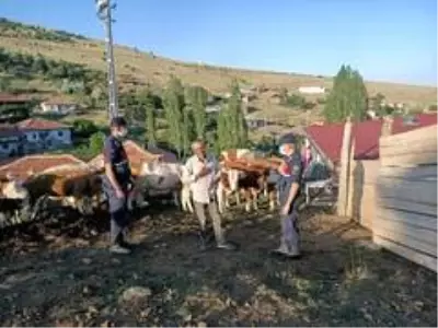 Arazide kaybettiği kurbanlık hayvanlarını jandarma buldu Arazide kaybettiği kurbanlık hayvanlarını jandarma buldu