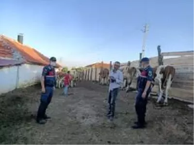 Arazide kaybettiği kurbanlık hayvanlarını jandarma buldu Arazide kaybettiği kurbanlık hayvanlarını jandarma buldu
