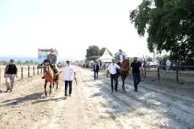Atlı sporlar büyükşehirle şahlanıyor Atlı sporlar büyükşehirle şahlanıyor