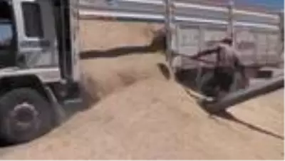 Hasat edilen arpa, besiciler için depolanıyor