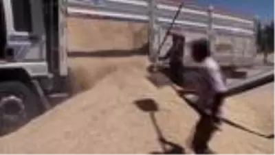 Hasat edilen arpa, besiciler için depolanıyor