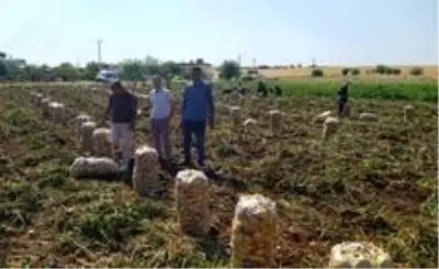 Kahta'da yerli patates hasadı yapıldı Kahta'da yerli patates hasadı yapıldı