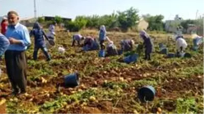 Kahta'da yerli patates hasadı yapıldı Kahta'da yerli patates hasadı yapıldı