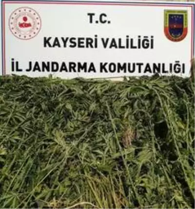 Kayseri'de bin 708 kök kenevir ele geçirildi